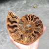 🔥Handmade Natural Rare Ammonite Fossil Conch - Ready For Ship