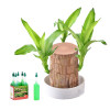 ⚡Last Day Sale - Lucky Brazil Wood Potted Plant