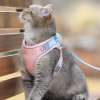 ⚡⚡Last Day Promotion 48% OFF - Luminous Cat Vest Harness and Leash Set（⚡⚡BUY 2 FREE SHIPPING）