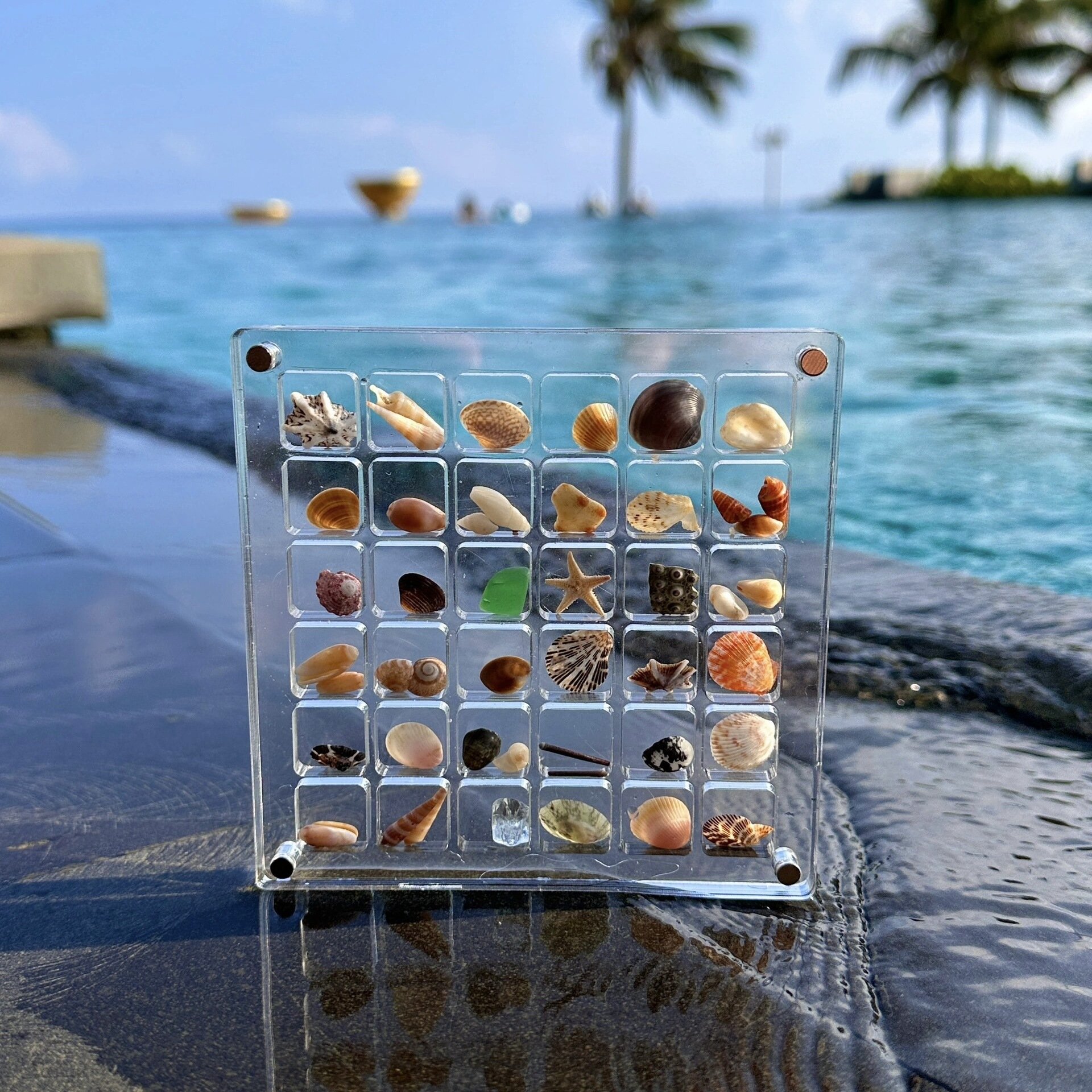 🌊Acrylic Magnetic Seashell Display Box