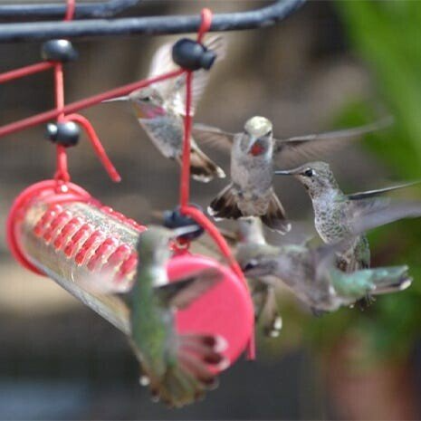 (🎉Mother's Day Sale 40%OFF) 2022 New Design Hummingbird Feeder-BUY 2 FREE SHIPPING