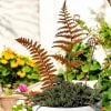 🔥 Celebrate July 4th with 50% OFF!🌿Rusty rural metal ferns are inserted into outdoor garden courtyard decorations and artificial plant handicrafts