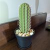 🔥Last Day Promotion - 60% OFF🎁Cactus Toothpick Holder- Toothpick Dispenser