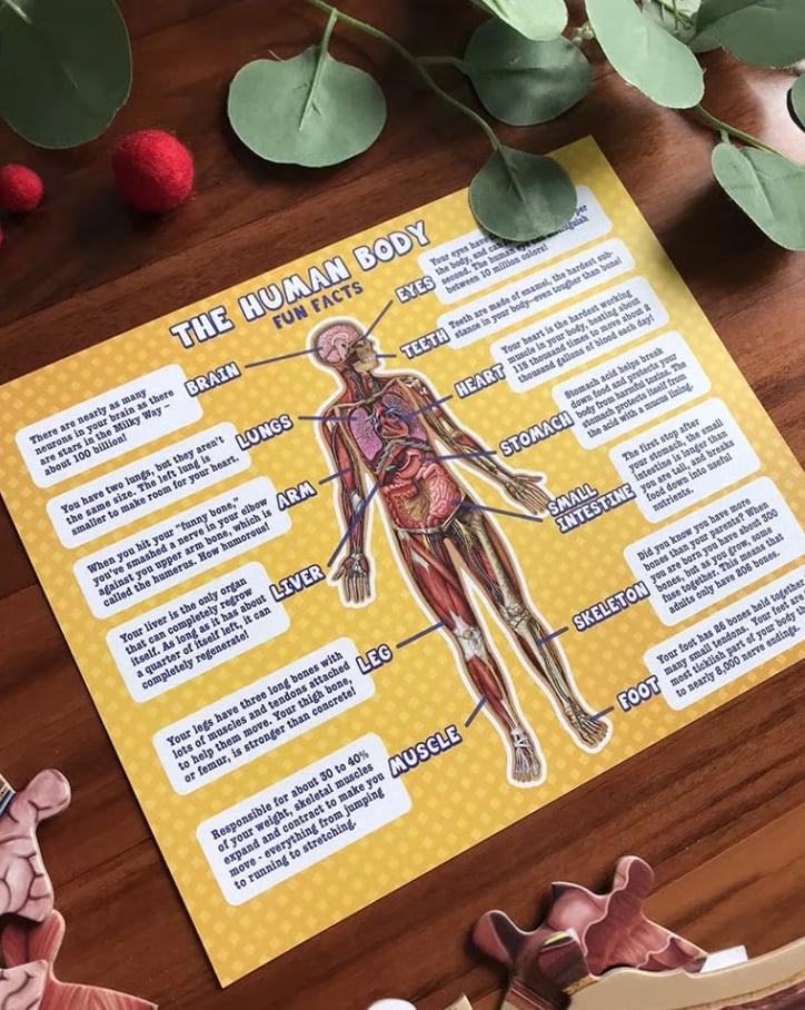 ⏰LAST DAY SALE 50% OFF🔥Kid's 100 Piece Human Body Floor Puzzle