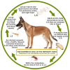 Waggie™ - Natural Anti-Flea, Tick, & Mosquito Collar (Safest 8+ Months Protection)