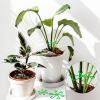 Last Day Promotion 70% OFF - 🌿Plant Stem Support Set