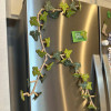 English Ivy Fridge Magnet with Articulating Vine