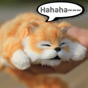 $17.99,ONLY FOR TODAY -Funny Rolling Cat