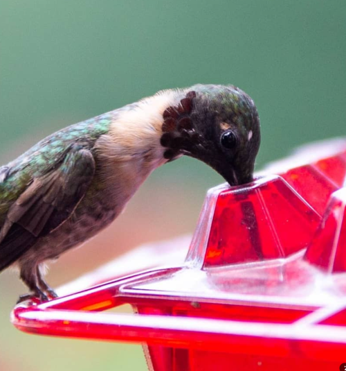 💥Last Day Sale 50% OFF🎁 Hanging Outdoor Hummingbird Feeder🐦