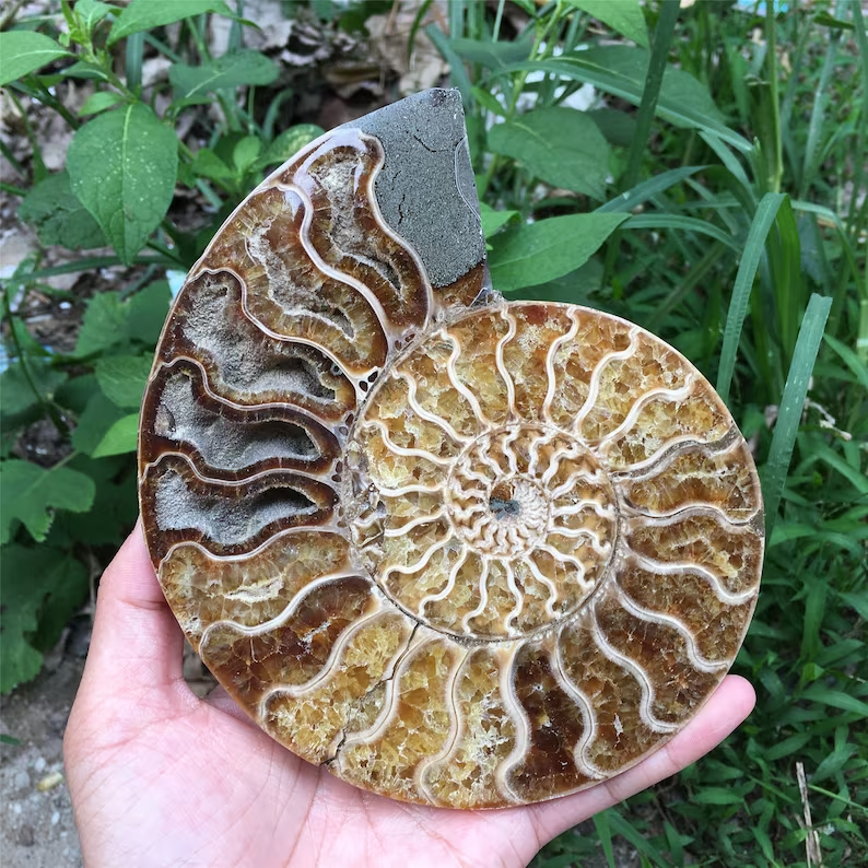 🔥Handmade Natural Rare Ammonite Fossil Conch - Ready For Ship