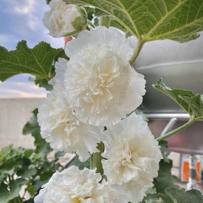 Last Day Sale 50% Off - 🔥Dental petals of Hollyhodiac seeds（Gifted fertilizer）⚡Free shipping for three items