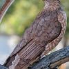 Handmade Wooden Eagle