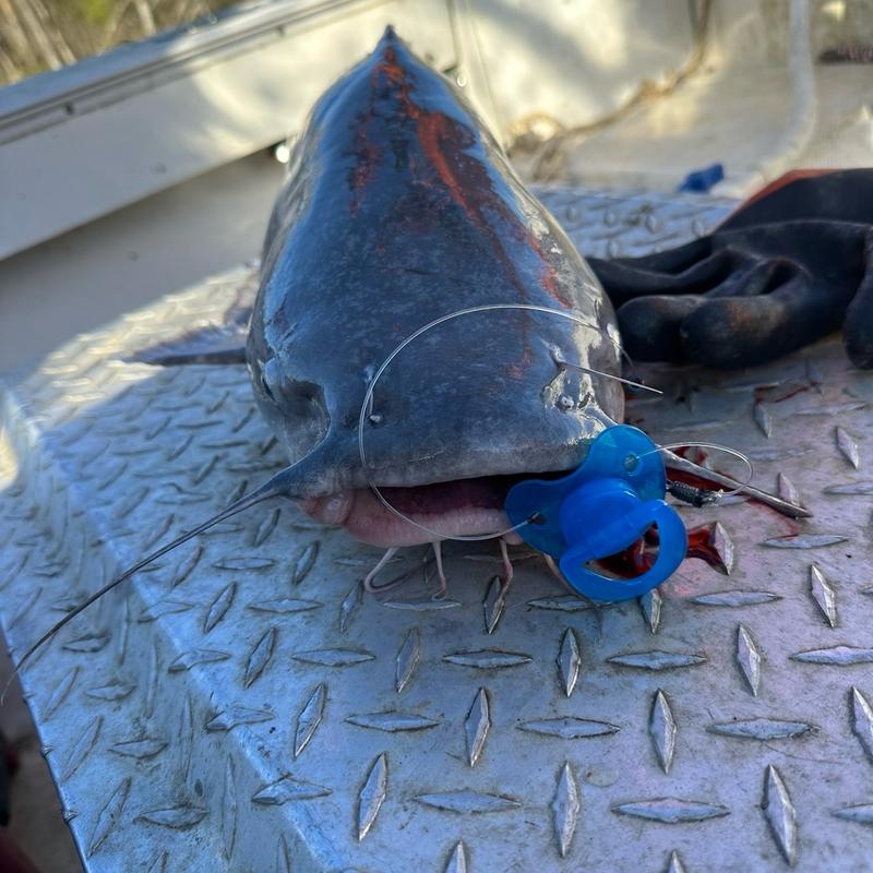 Pacifier Fishing Rig