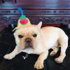 MOTHER'S DAY PROMOTIONS- SAVE 50% OFF Handcraft Adjustable Pet Sombrero Hat (BUY 2 GET EXTRA 10% OFF)