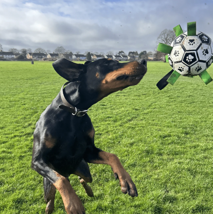 Chewie Viral Doggie Ball