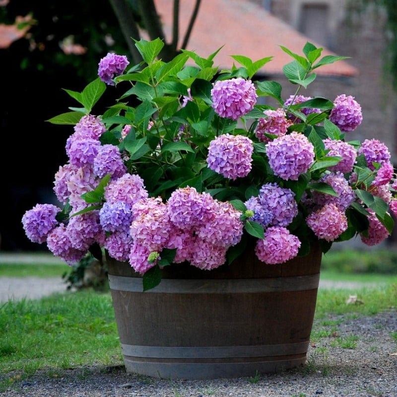 ✨This Week's Special Price $8.99💥-Outdoor Artificial Hydrangea Flowers💐