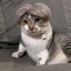 💥LAST DAY SALE 50% OFF💥Funny Pet Wig