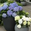 ✨This Week's Special Price $6.99💥Outdoor Artificial Hydrangea Flowers💐