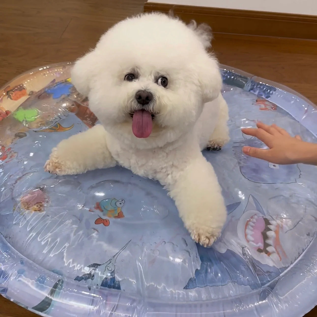 <strong>⛱️Summer Hot Sale-50% OFF</strong> - Pet Water Bed™