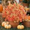 🔥Last Day Promotion 50% OFF🔥OFF-UV-Resistant Artificial Flowers  for Fall Decor