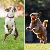 🐶 Automatic Smart Teasing Dog Ball That Can't be Bitten