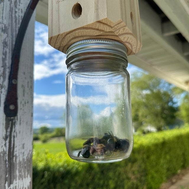 ✨Hot Sale 50% OFF--🔥Best Carpenter Bee Trap