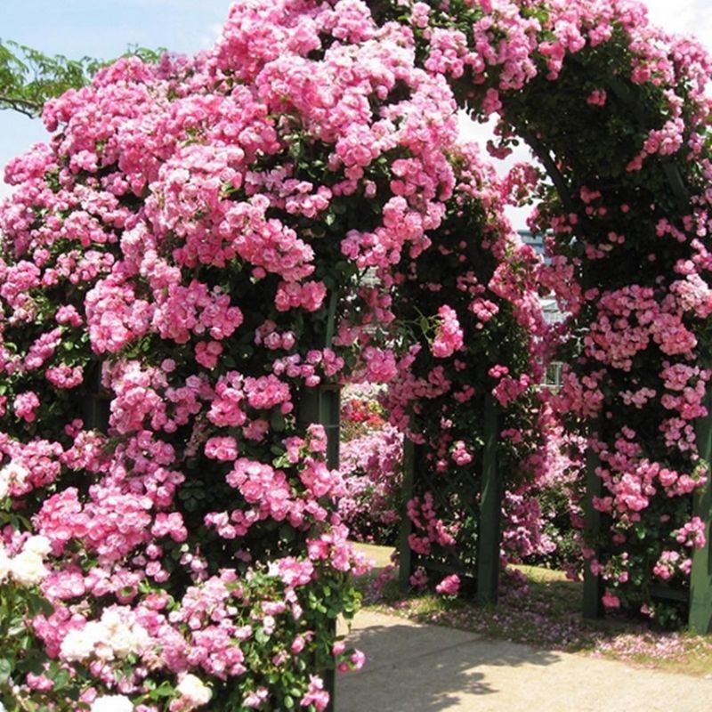 🔥Last Day Promotion 50% OFF - Climbing Rose Seeds⚡Buy 2 Get Free Shipping