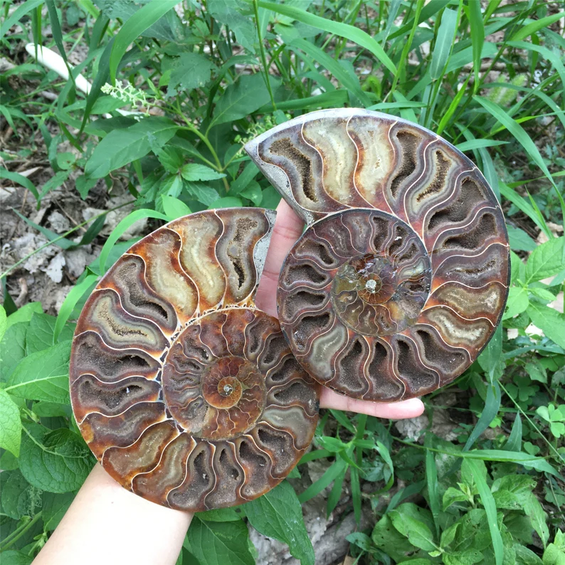 🔥Handmade Natural Rare Ammonite Fossil Conch - Ready For Ship