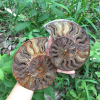 🔥Handmade Natural Rare Ammonite Fossil Conch - Ready For Ship