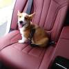 🔥Last Day Promotion 70% OFF🔥2025 New Adjustable Pet Car Seat Belt