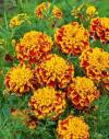 Last Day Sale 50% Off - 🔥Marigold Seeds-Easily Mixed Colors for All Seasons⚡Two pieces of free shipping