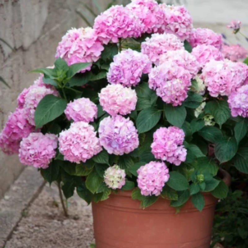 Flores De Hortensias Artificiales Al Aire Libre💐