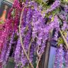 🔥Last Day Promotion 70% OFF - UV Resistant Lifelike Wisteria Hanging Flowers