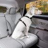 Early Christmas Sell 48% OFF- Pet Safe Seatbelt (BUY 2 GET 2 FREE)