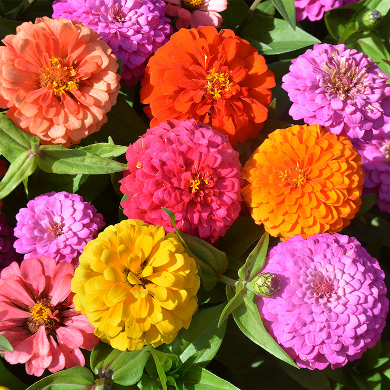 🔥Last Day Promotion 50% OFF -Zinnia Seeds - Mixed Color