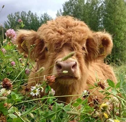 BUY 2 FREE SHIPPING🐏Scottish Handmade Highland Cattle