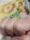 🌿Spring Hot Sale 49% OFF💥 Mini Green Tree Frog Ring