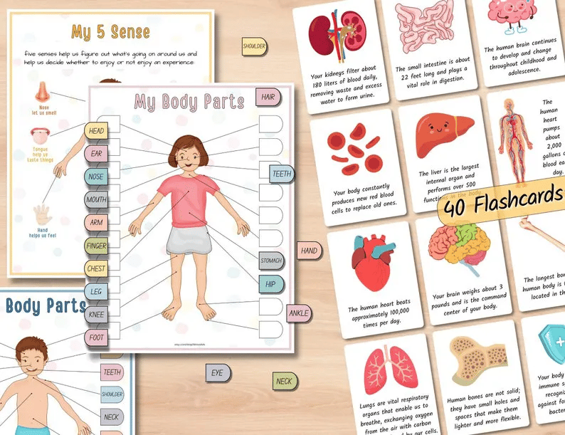 🧒Human Anatomy Busy Book