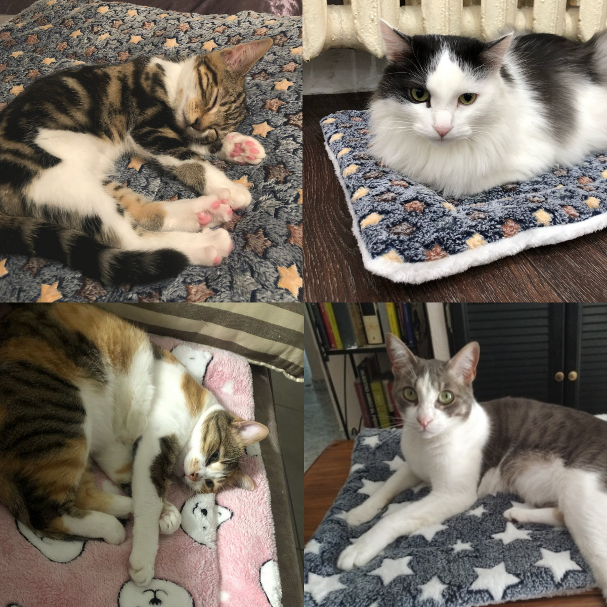 🎅EARLY XMAS SALE 48% OFF🎁Cozy Calming Cat Blanket - 😻Buy 2 FREE SHIPPING