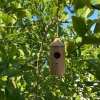 💕Wooden Hummingbird House-Gift for Nature Lovers