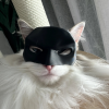 (🎃Halloween Hot Sale - 49% OFF) 🐱🦸‍♂️Bat Cat Avenger Mask