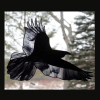 Raven Art (Buy 2 Free Shipping)