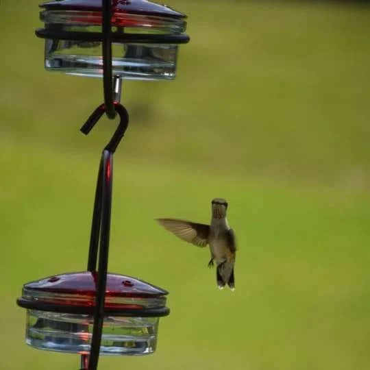 🎉 Last Day Promotion-75% OFF 🎉Hummble Slim Hummingbird Feeder