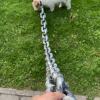 The Chain Paws