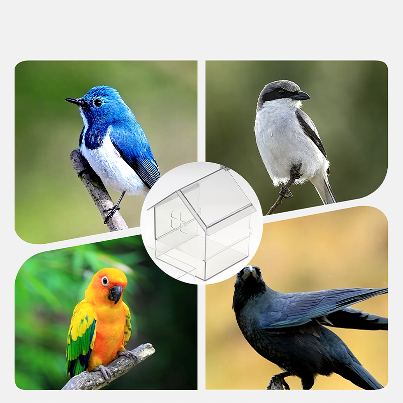🔥Last Day Promotion 70% OFF🔥Pull-Out External Parrot Feeder⚡️Buy 2 Free Shipping