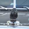 (🎄EARLY CHRISTMAS SALE - 50% OFF) 🎁Angry  Duck Hood Ornament Death Proof, Buy 2 Free Shipping Only Today🚚
