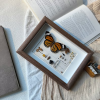 Diy Framed Butterfly Decoration Kit