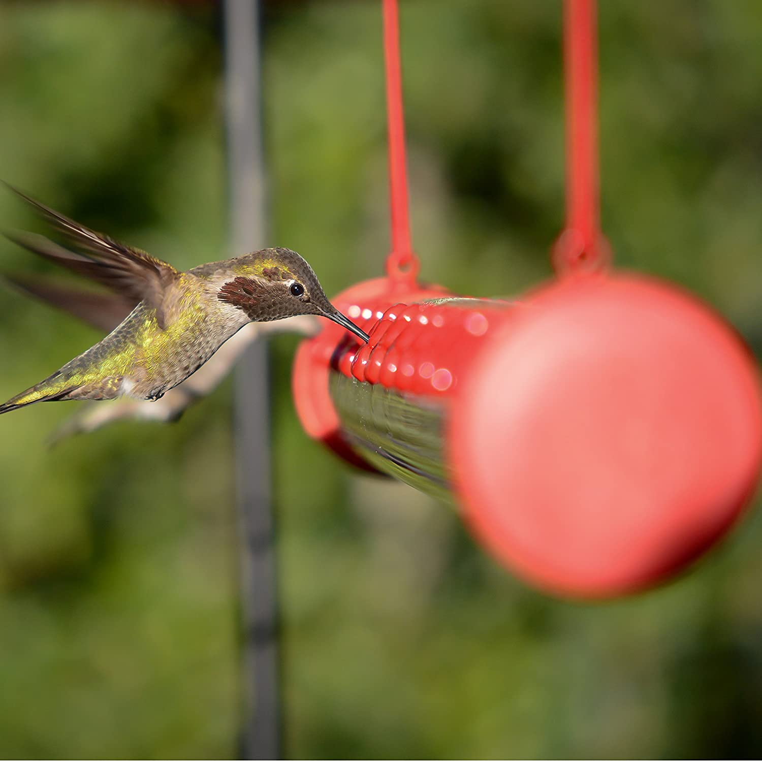 (🎉Mother's Day Sale 40%OFF) 2022 New Design Hummingbird Feeder-BUY 2 FREE SHIPPING