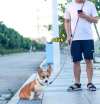 Last Day Promotion 48% OFF - Hands Free Dog Leashes