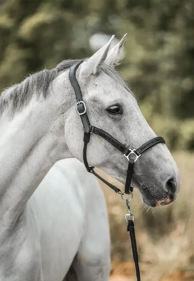 🎄TikTok Christmas Sale - 70% OFF🎄Horsebrands Advent Calendar 2024🐎